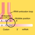 Wobble base pairing